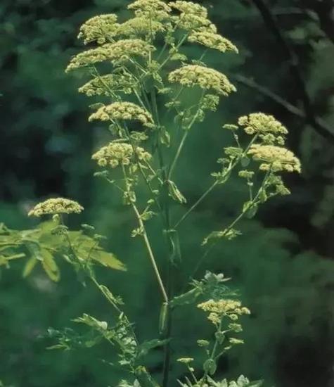 风湿单方 姜黄 羌活