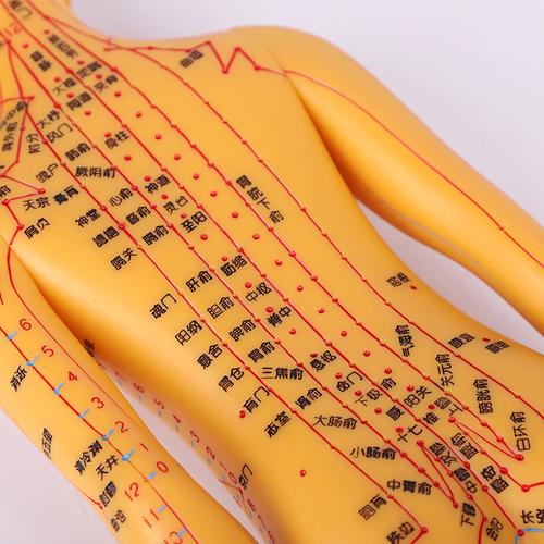 女性真人穴位 pdf