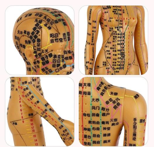 女性真人穴位 pdf