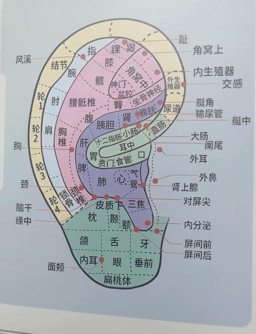 耳朵 穴位 痛 结节