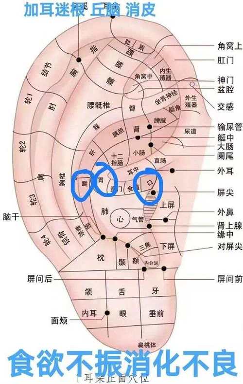 耳朵 按摩 什么穴位