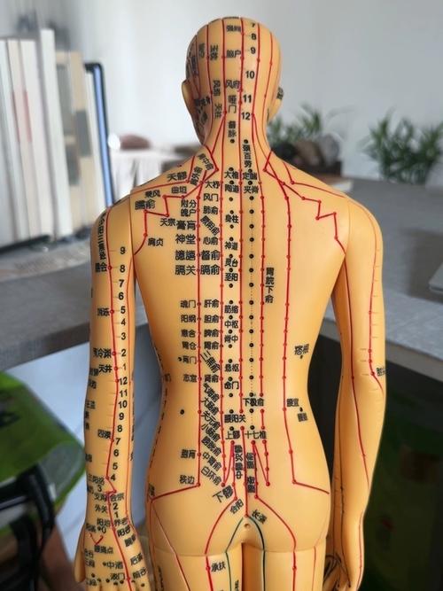 人经脉穴位 中医