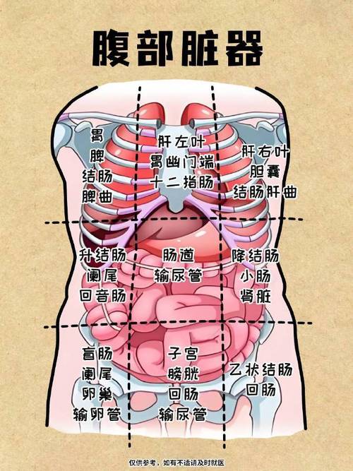 中医houbu穴位网
