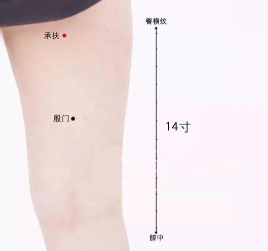 baidu承扶穴位图