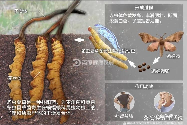 冬虫夏草对脑梗的作用