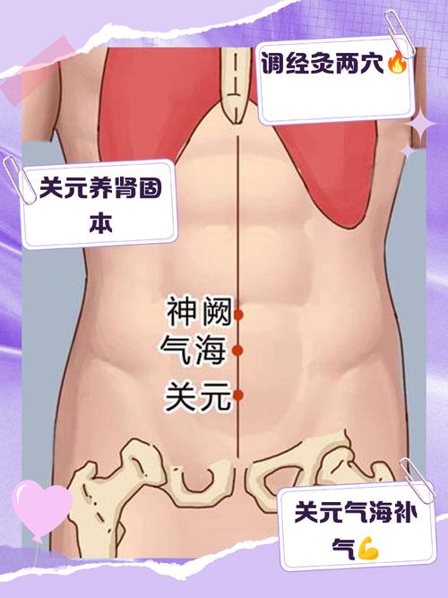 关元 气海 中极穴位