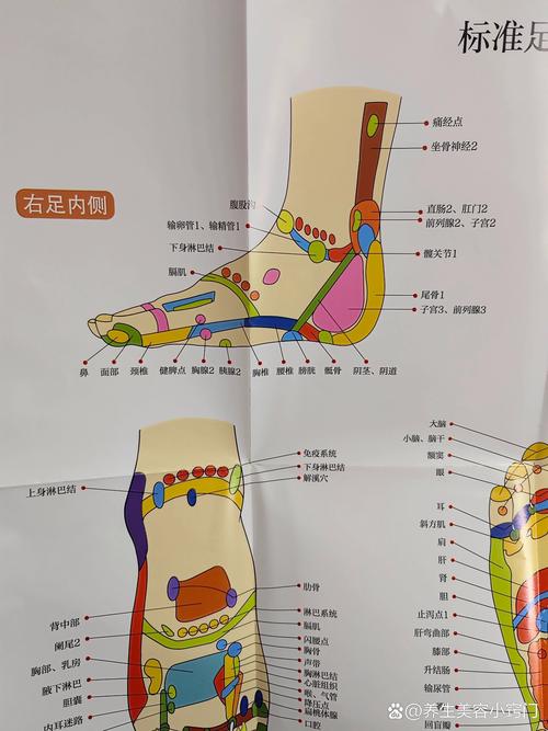 人体穴位图-足部