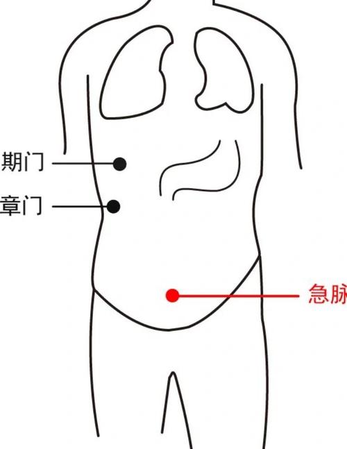 急脉穴位是左右穴位吗