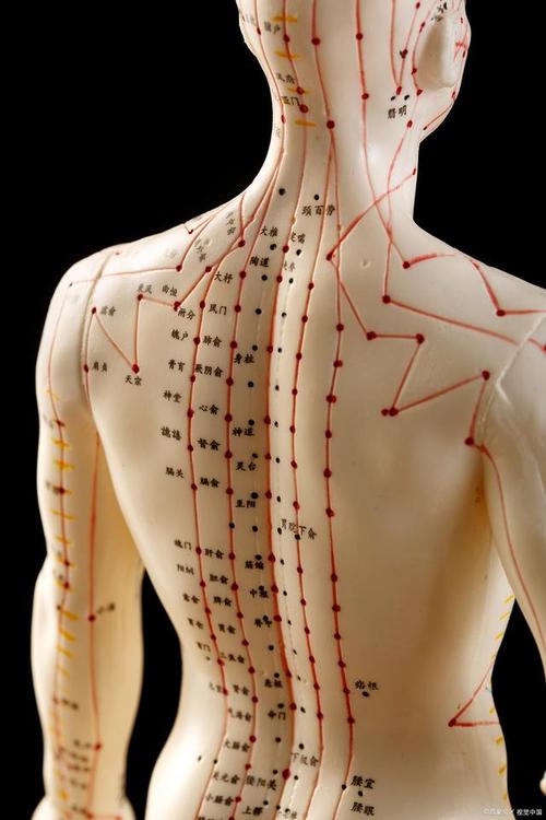 人背面穴位解剖图穴位