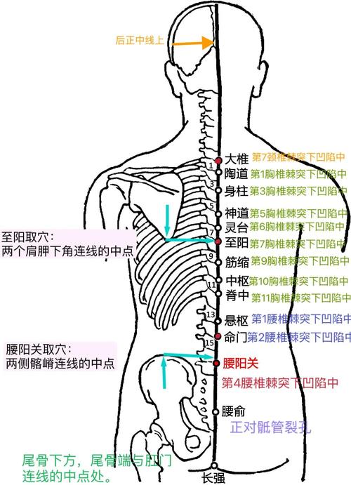 人背面穴位解剖图穴位