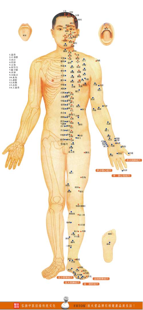 人体穴位网高清穴位图