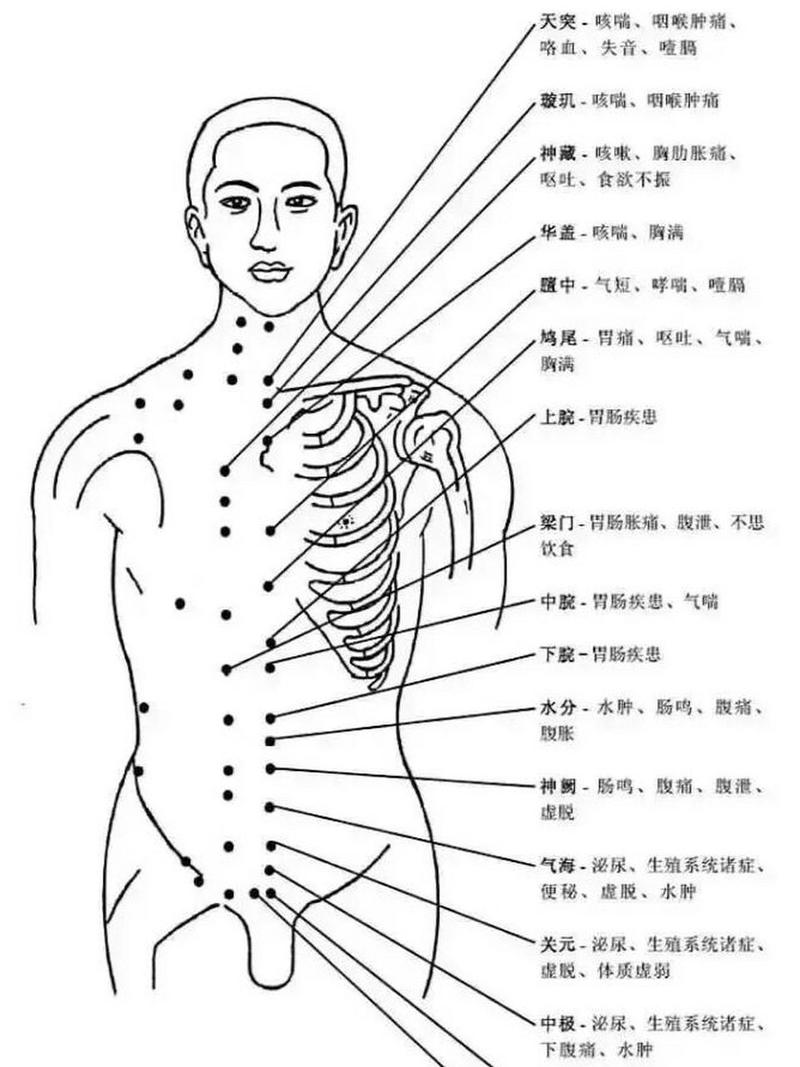 人体穴位网高清穴位图