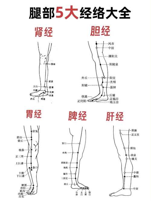 人体穴位大腿上的穴位