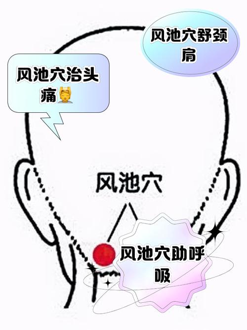 人体穴位风市穴位置图