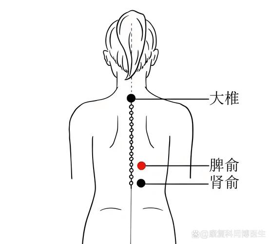 背部穴位穴位简易定位