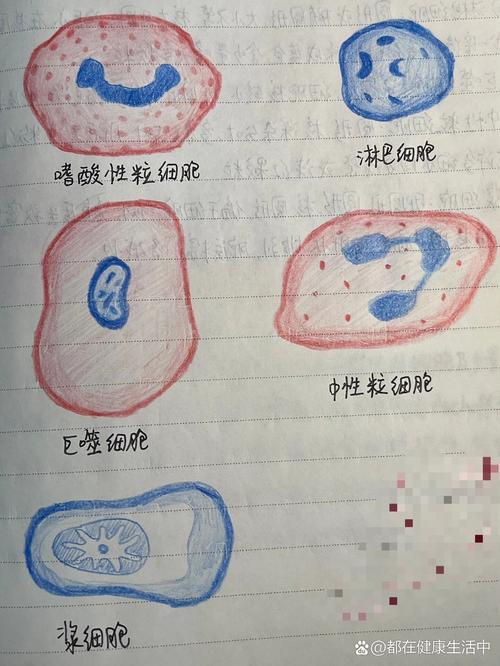 风湿巨细胞与风湿小体