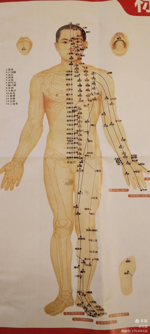中医穴位经络图 下载