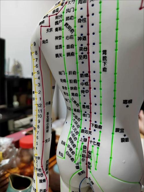 真人针灸穴位挂图 女