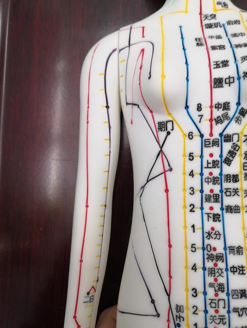 真人针灸穴位挂图 女