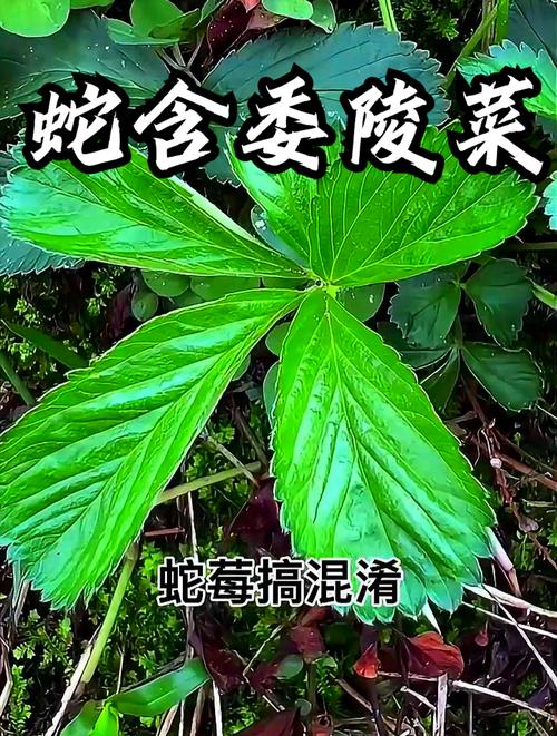 风湿类风湿药禁什么菜