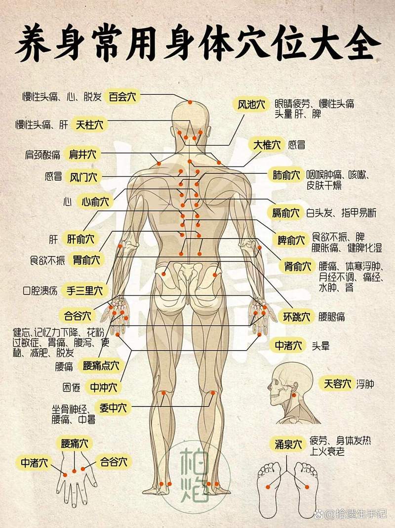拔罐穴位图的操作方法