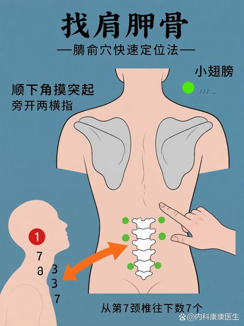 肩胛骨下面是什么穴位