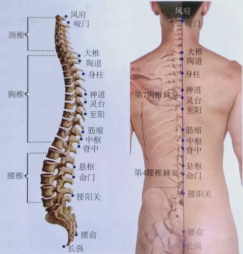 尾椎骨附近是什么穴位