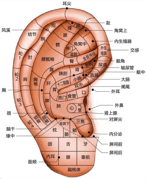 耳朵正下方是什么穴位