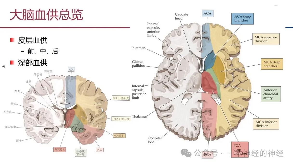 脑梗过的部位还会梗吗