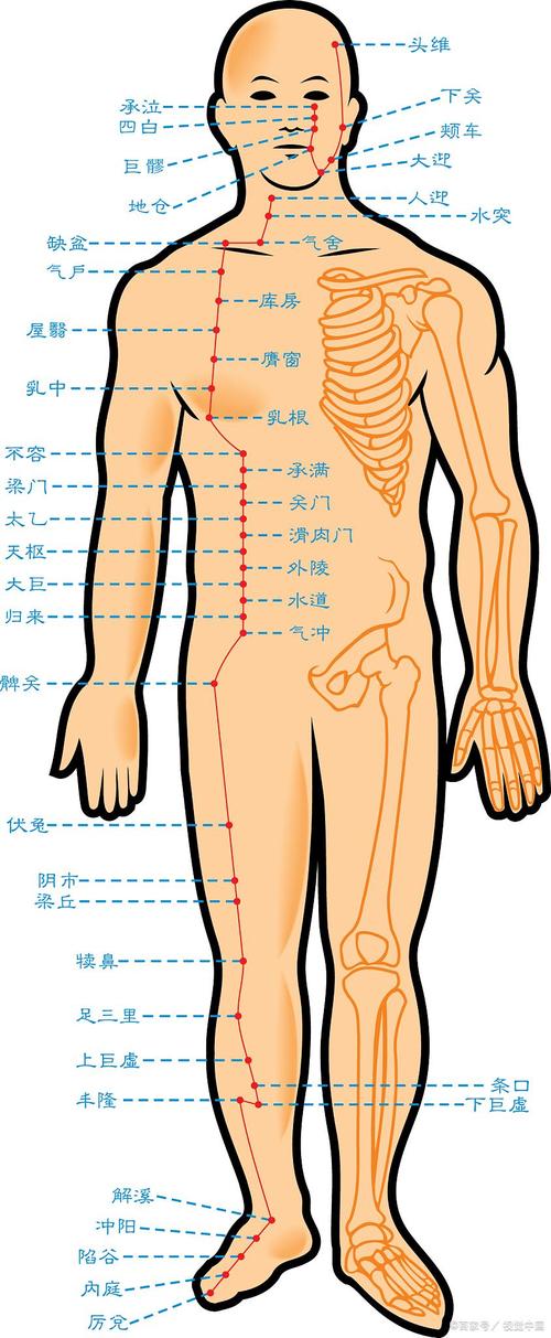 人体的各个穴位在哪里