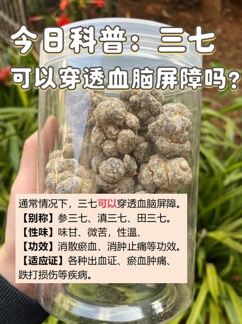 三七预防脑梗和心梗吗