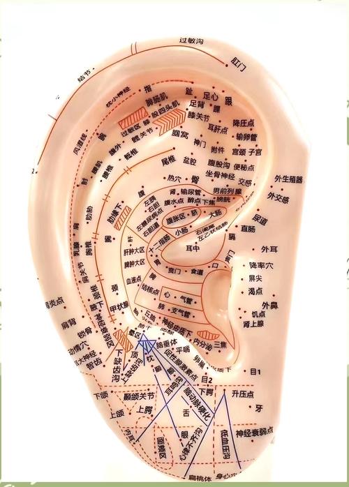 晾衣夹子夹耳朵穴位图