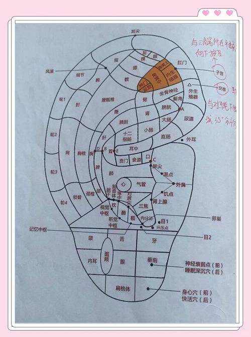 晾衣夹子夹耳朵穴位图