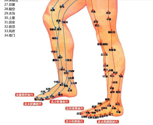 腿上的穴位在什么地方