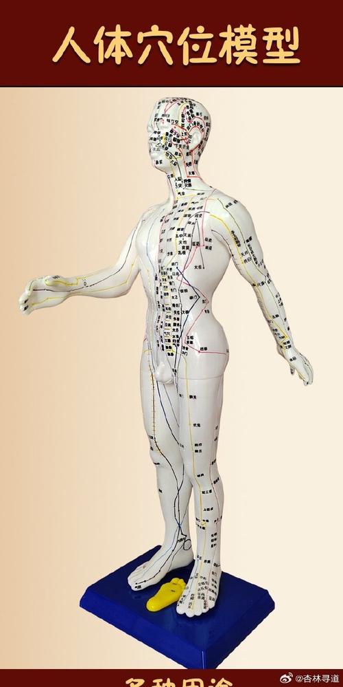 人体穴位图解大全下载