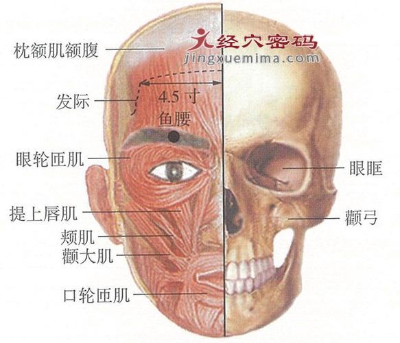 鱼腰穴位疼是什么原因