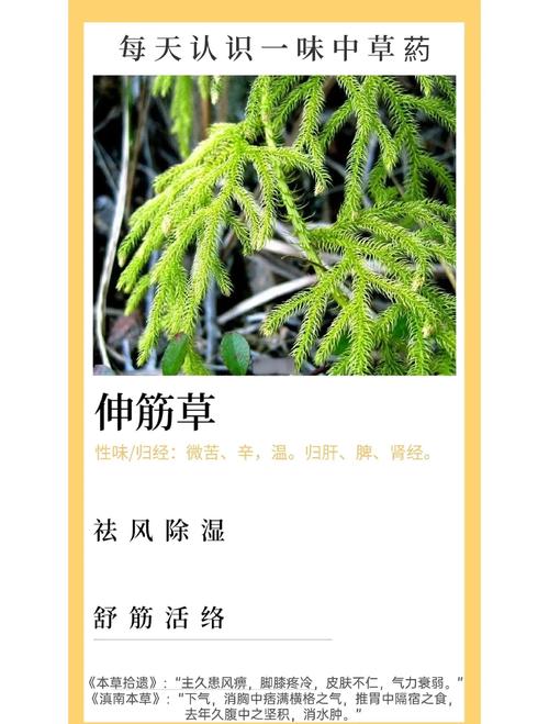 什么草能治风湿类风湿