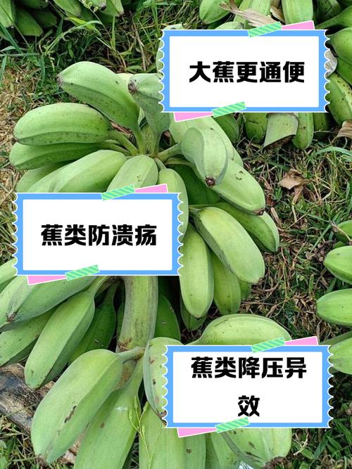 风湿类风湿能吃香蕉吗