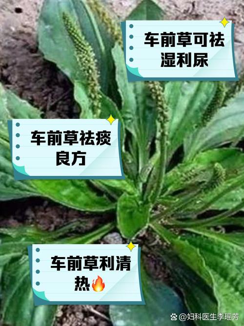 风湿车前片治类风湿吗