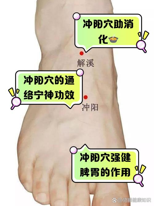 冲阳穴位位置图及功效