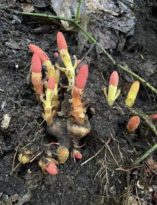 风湿类风湿吃什么草药