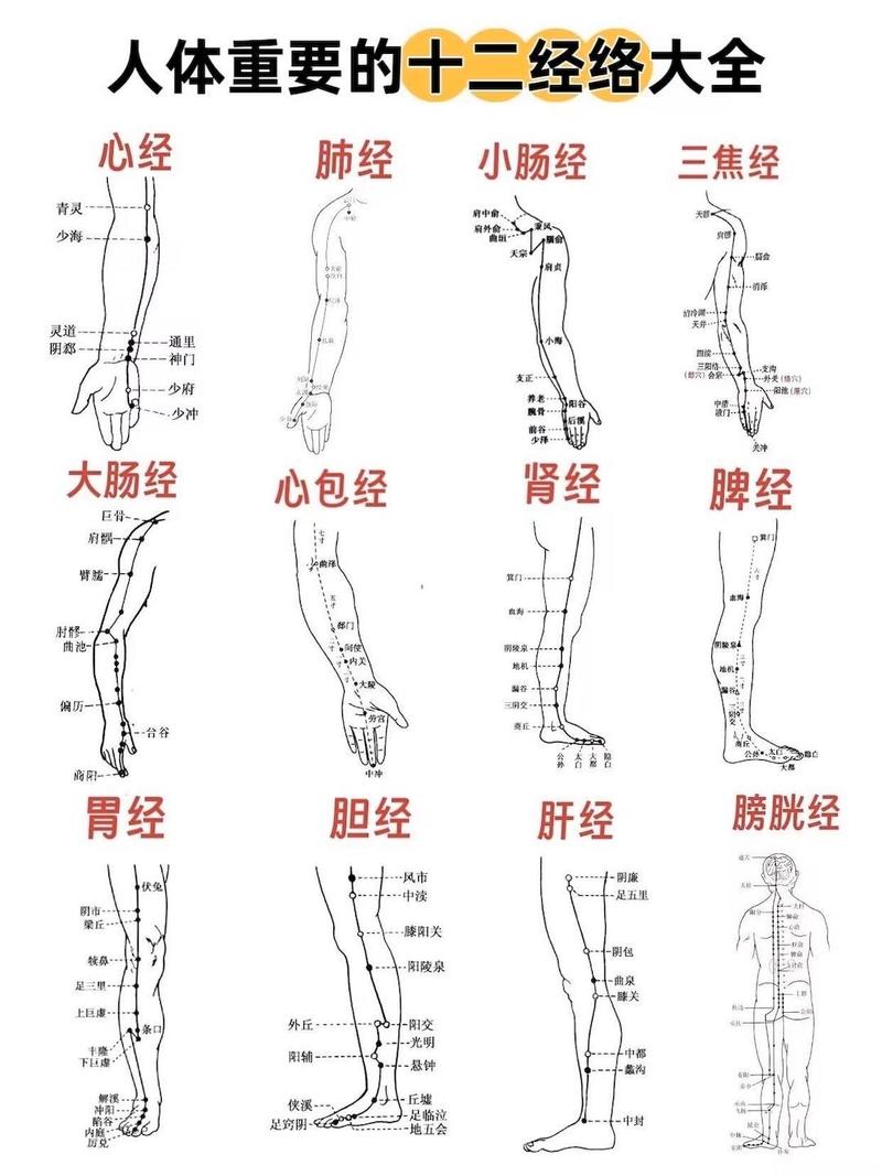 中医经络穴位快速入门
