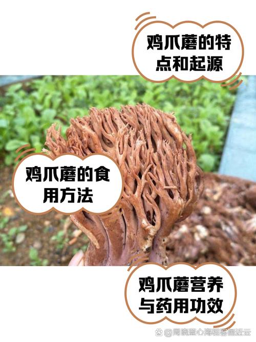 风湿类风湿能吃磨菇吗