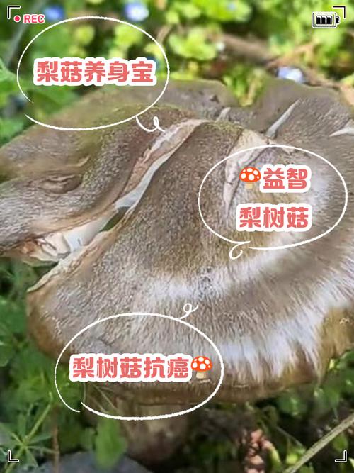 风湿类风湿能吃磨菇吗