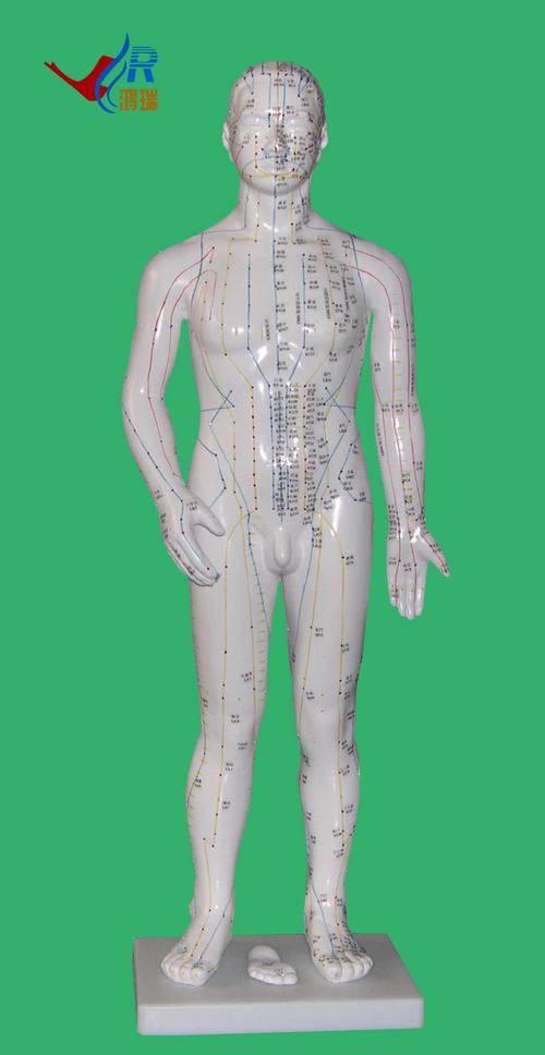 男性人体穴位高清大图