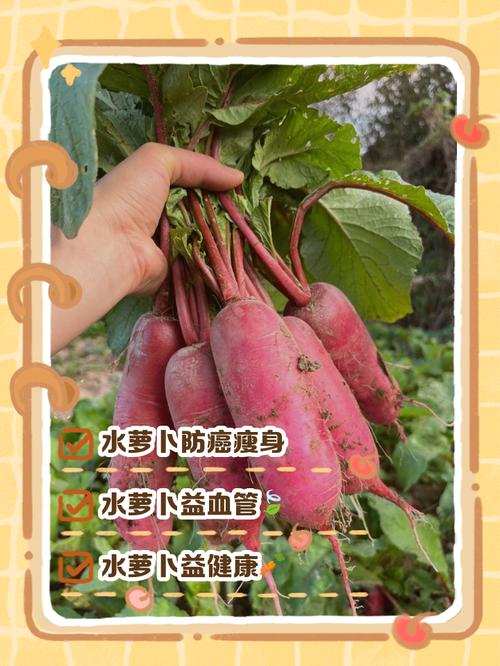 风湿类风湿能吃萝卜吗