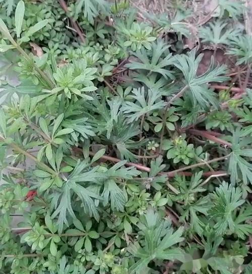 专治风湿类风湿的草药