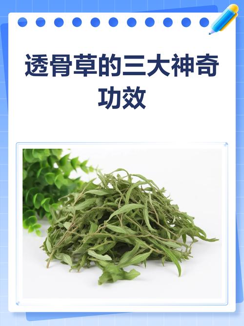 专治风湿类风湿的草药