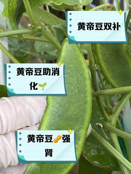 风湿类风湿能吃黄豆吗