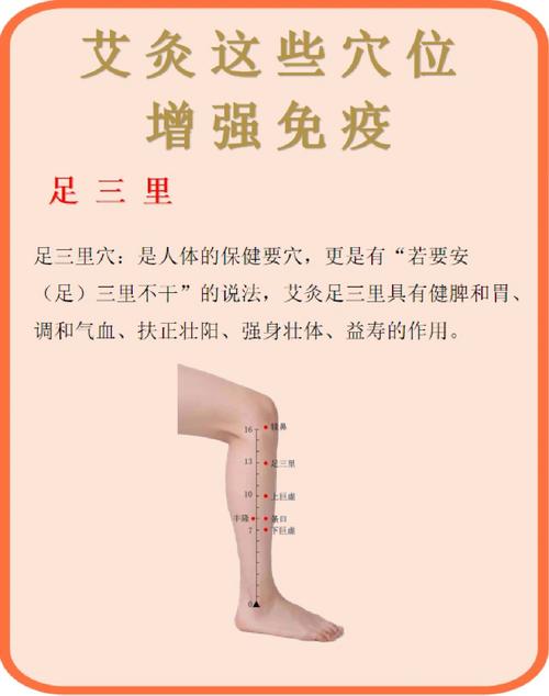 提高身体免疫力的穴位